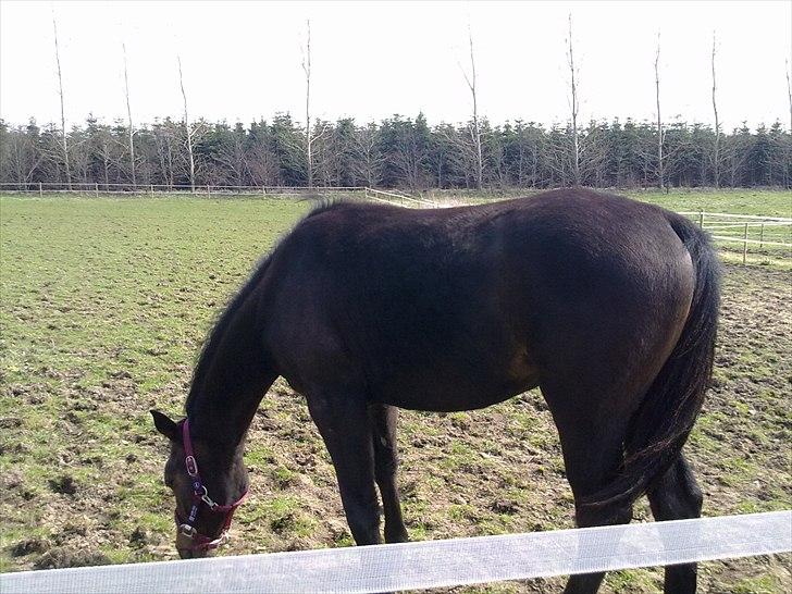 Dansk Varmblod Mødals Domina - tidligere hest billede 12