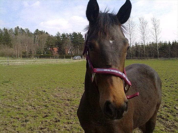 Dansk Varmblod Mødals Domina - tidligere hest billede 13