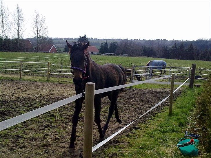 Dansk Varmblod Mødals Domina - tidligere hest billede 14