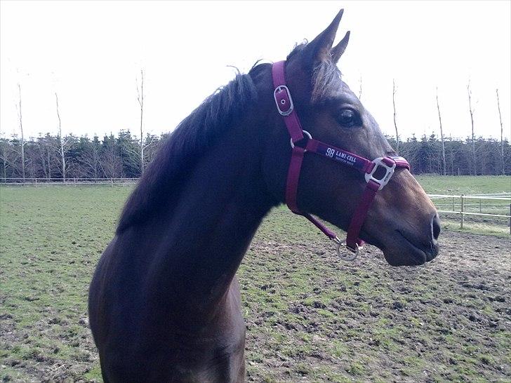 Dansk Varmblod Mødals Domina - tidligere hest billede 15