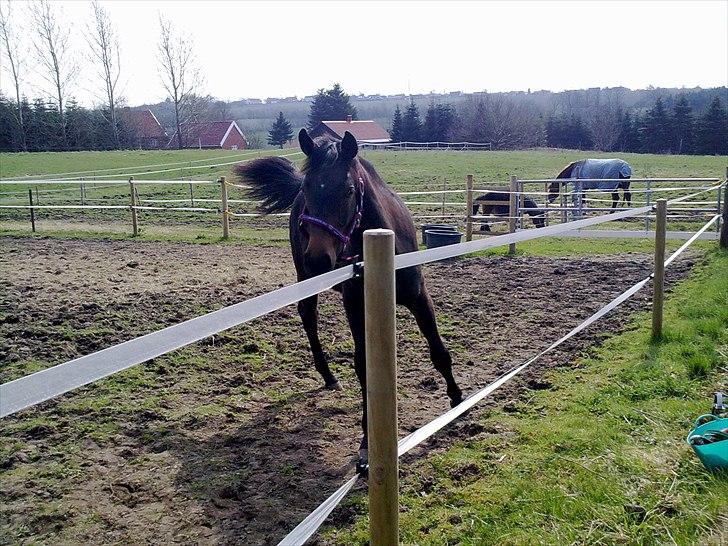 Dansk Varmblod Mødals Domina - tidligere hest billede 16