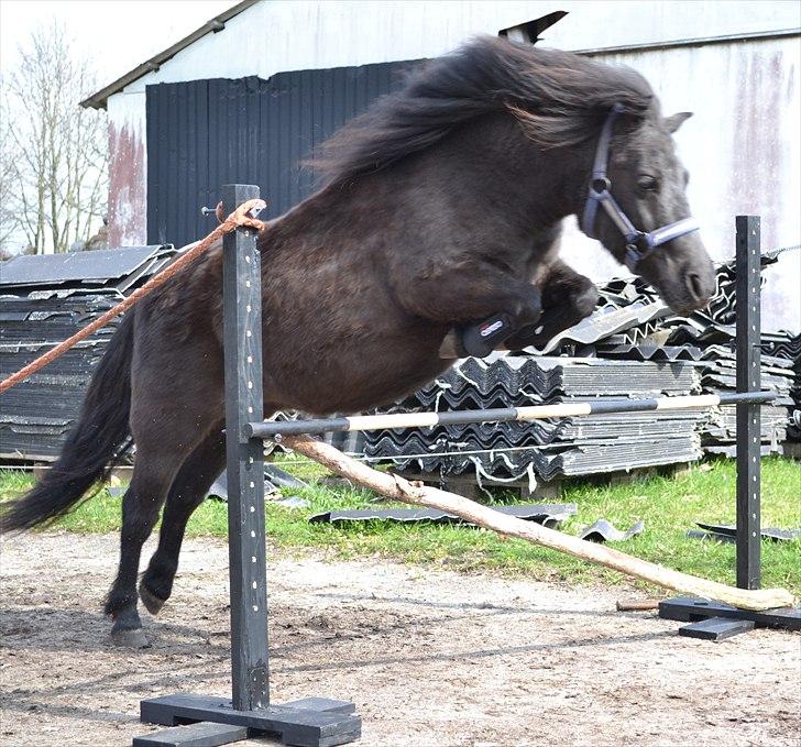 Shetlænder Melissa - Lille pony, springer 65 cm. :D Godt klaret Melis ;D billede 17
