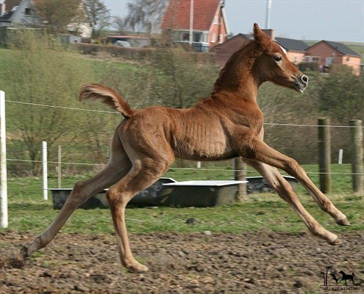 Arabisk fuldblod (OX) Majjar APN - SOLGT billede 14