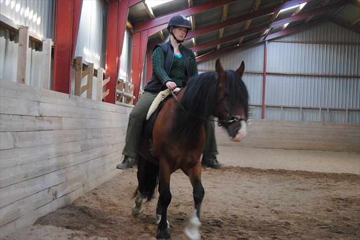 Welsh Cob (sec D) Lillelunds D'Artagnan - Smukke smukke hest, han er skøn at ride. Vi har lige været på kursus igen, men har desværre ikke nogle billeder af mig selv. billede 10