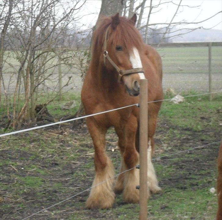 Irish Cob Rowan Van Hippolacta - Solgt - 15/4-2011 billede 13