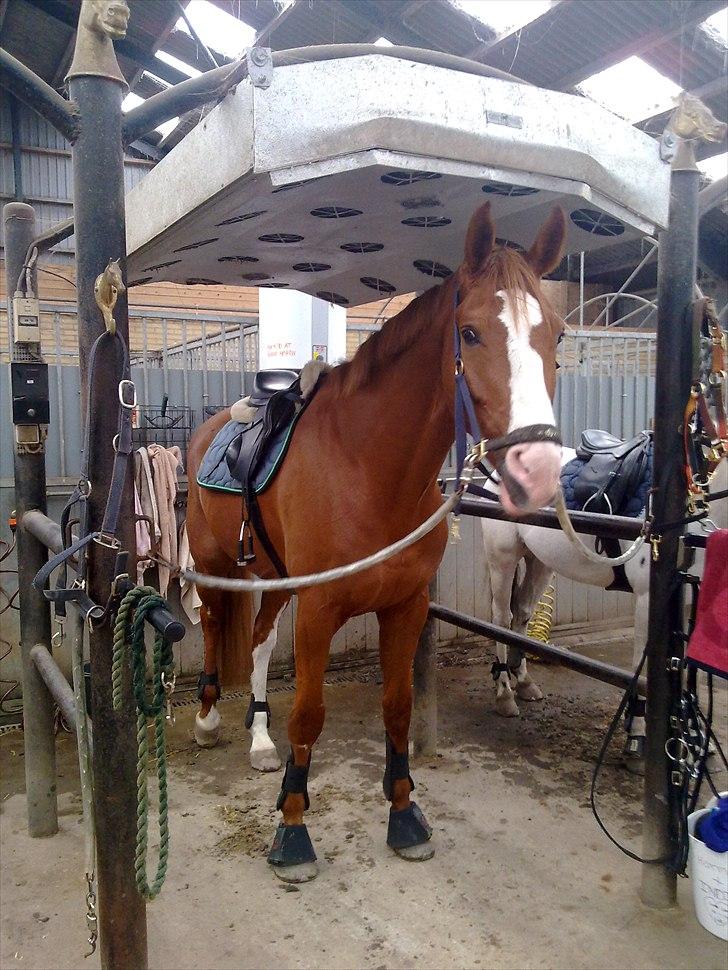 Dansk Varmblod Heino<3 billede 2