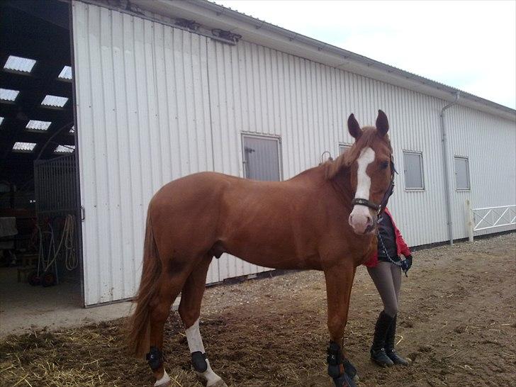 Dansk Varmblod Heino<3 billede 3