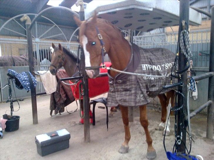 Dansk Varmblod Heino<3 billede 4