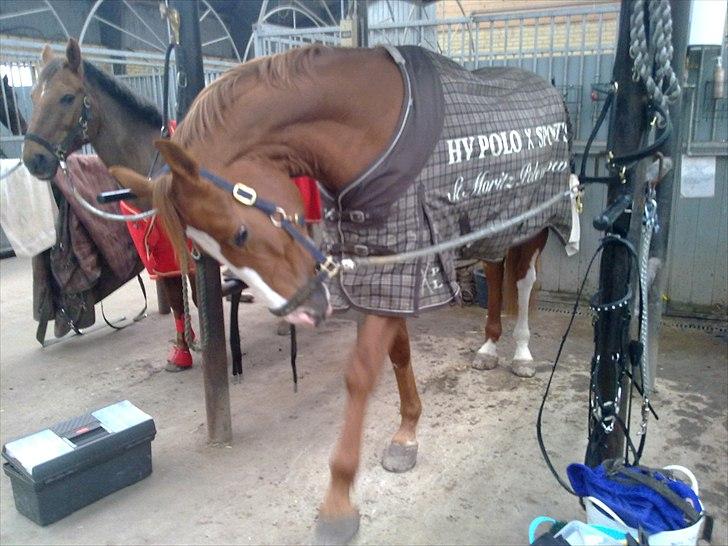 Dansk Varmblod Heino<3 billede 5