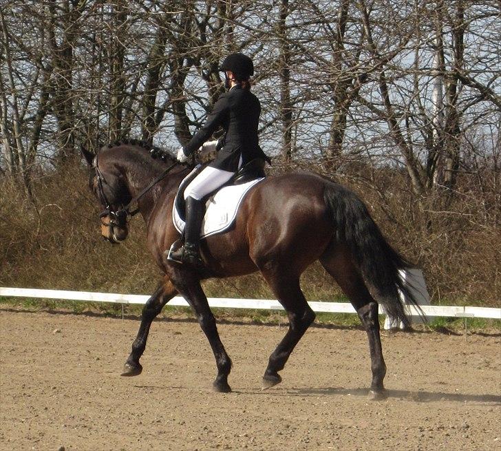 Anden særlig race Spangbogaards Felix [Redet] - LC2 10/4 2011, 65,35 % - 2. plads billede 3