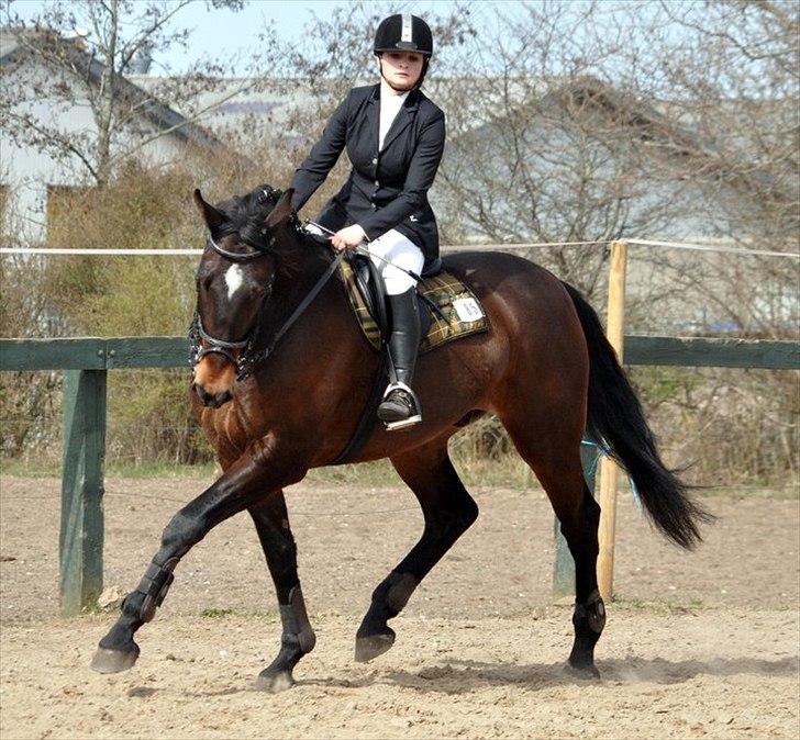 Anden særlig race Spangbogaards Felix [Redet] - LC 10/4 2011 Foto: Stine Ravn billede 4