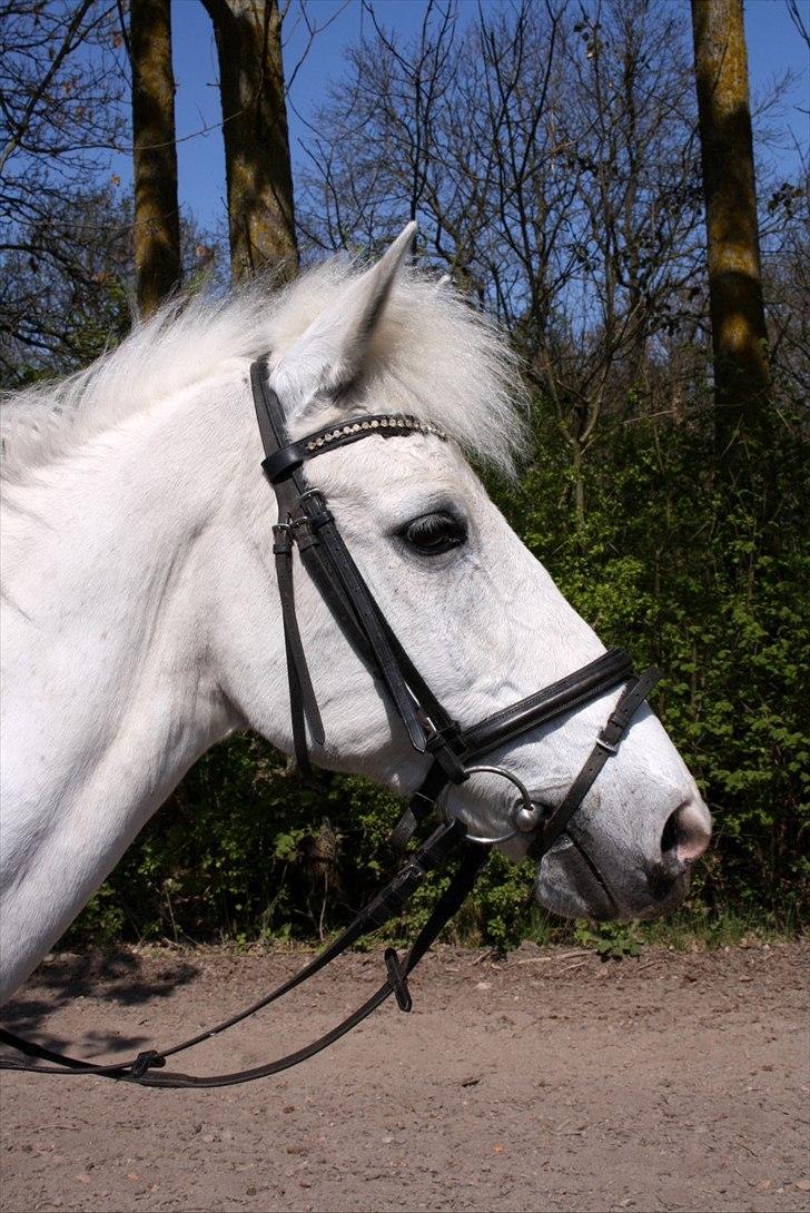 Anden særlig race Kashmir  - Velkommen til Kashmirs profil :)  - Fotograf: Jos<3 billede 1