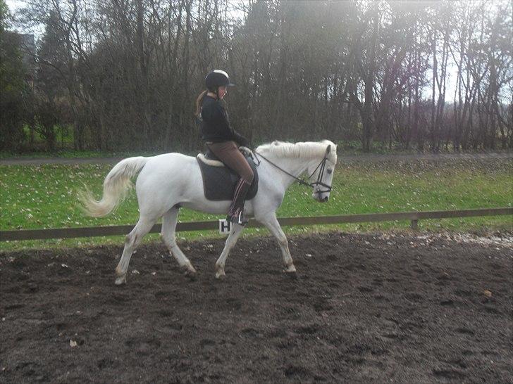 Anden særlig race Kashmir  - Dressur første gang jeg havde ham selv :) - Foto: Anna Maria :*<3 billede 2