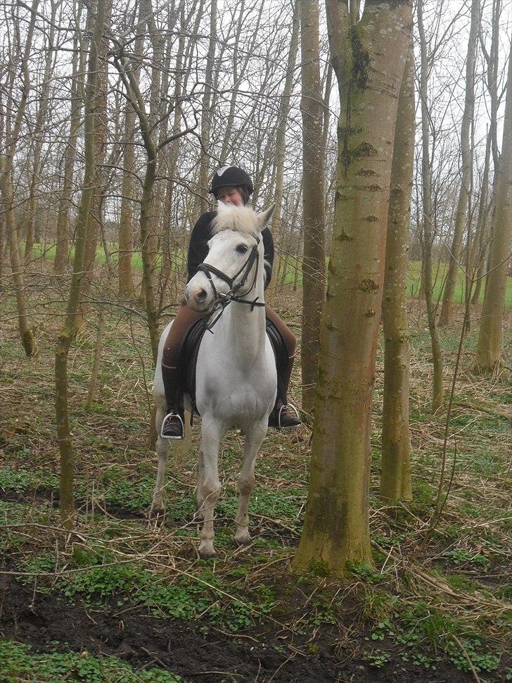 Anden særlig race Kashmir  - En lille skridt tur i skoven :) - Foto: Anna Maria<3 billede 3