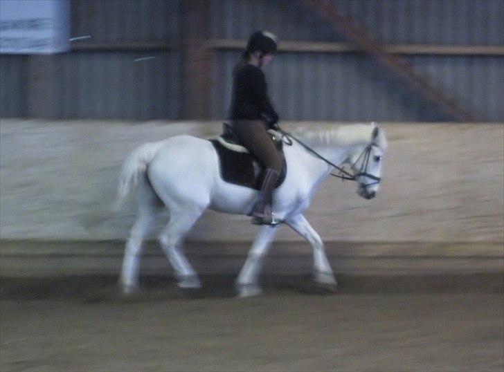 Anden særlig race Kashmir  - Dressur :D - Foto: Karoline :) billede 4