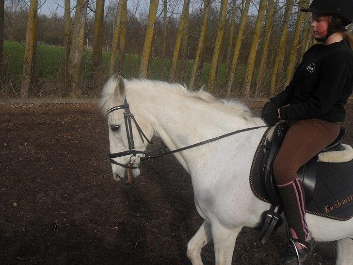 Anden særlig race Kashmir  - Dressur :)<3 - Foto: Anna Maria<3 billede 5