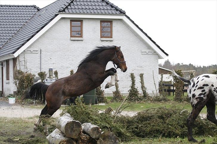 Hollandsk Varmblod Nim-Con Calma - Springer ligesom sin far billede 2