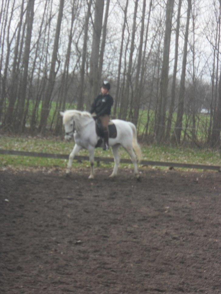 Anden særlig race Kashmir  - Dressur :* *DÅRLIG KVALITET* - Foto: Anna som er for træt til at tage med på KIR imorgen :(<3 billede 6