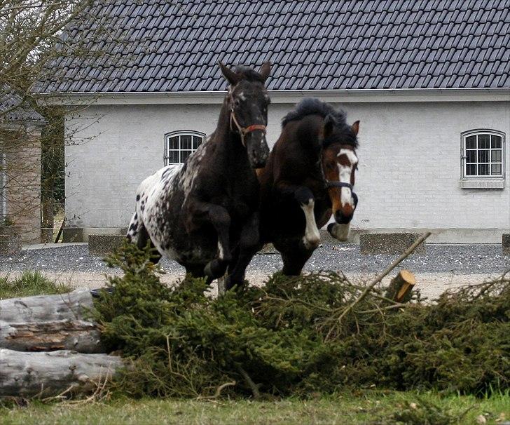 Hollandsk Varmblod Nim-Con Calma - Tandemspring med kommende jagtmakker billede 7