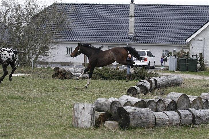 Hollandsk Varmblod Nim-Con Calma - Der kom lige en stamme i vejen billede 11