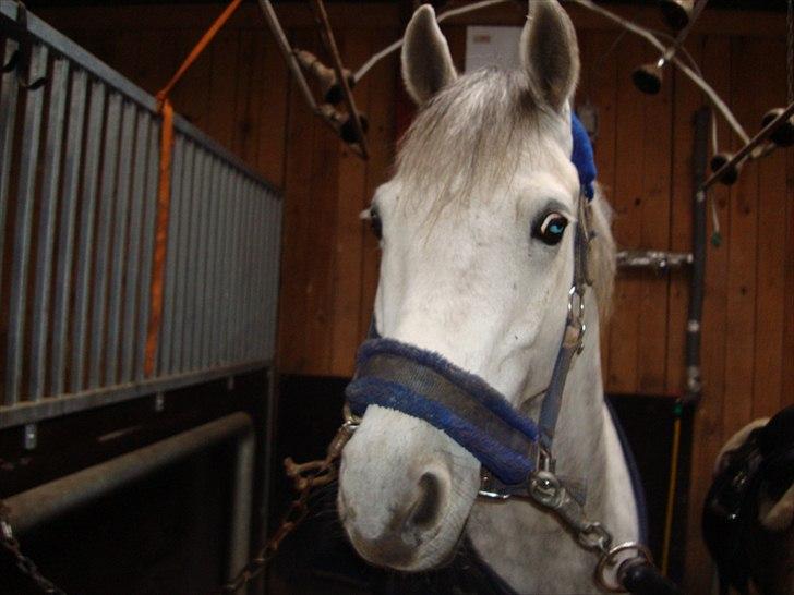 DSP Holmgaards Galant SOLGT - Smukke Galant.
 billede 2