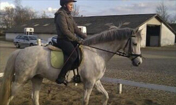 DSP Holmgaards Galant SOLGT - Da jeg var oppe og prøve Galant.
 billede 3