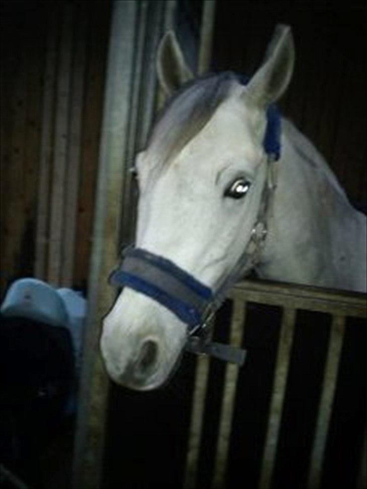 DSP Holmgaards Galant SOLGT billede 4