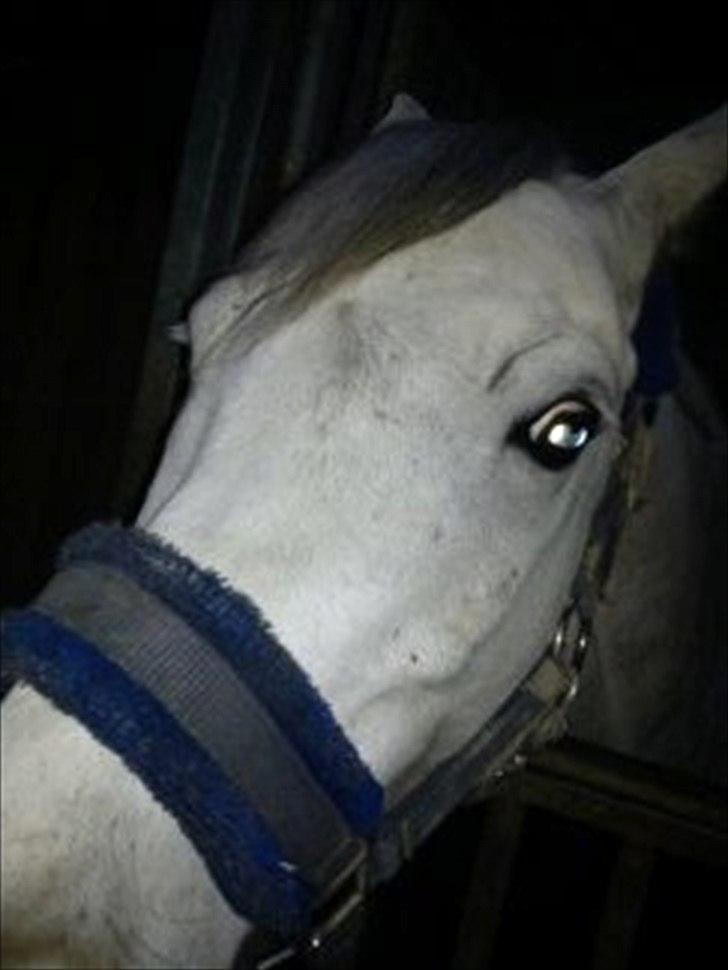 DSP Holmgaards Galant SOLGT billede 5