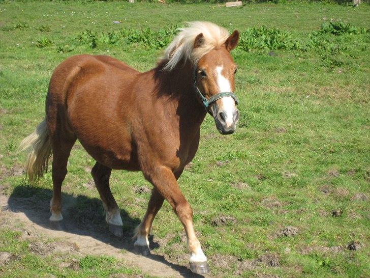 Anden særlig race Sasha  - MUMS :D - Foto: Godt spørgsmål :D men højst sandsynligt mig ;) billede 7