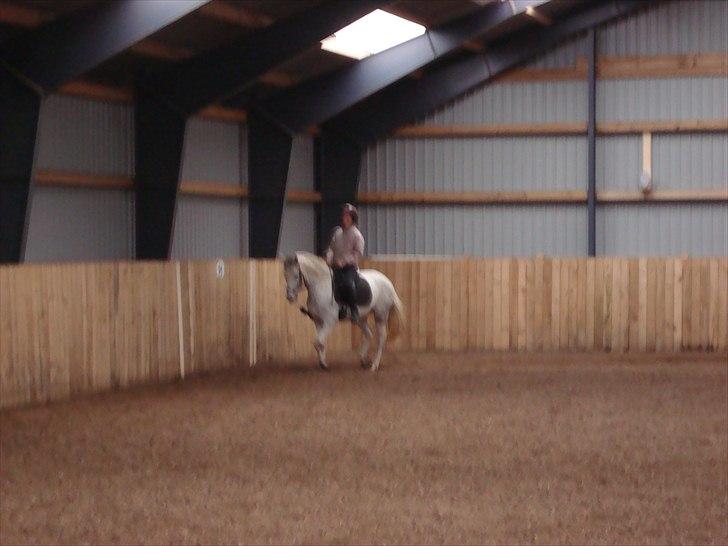 DSP Holmgaards Galant SOLGT billede 7