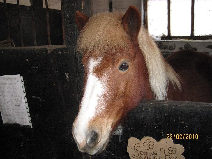 Anden særlig race Sasha  - Jeg er meget MEGET nuttet :D - foto: Muligvis mig :) billede 8