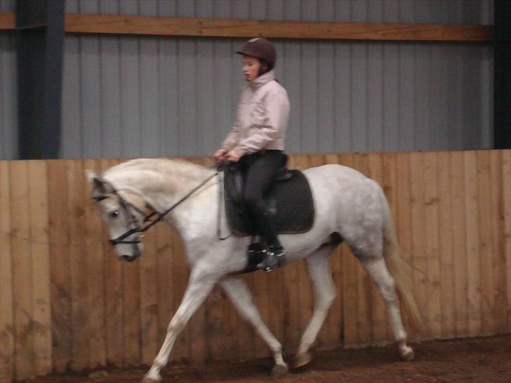 DSP Holmgaards Galant SOLGT - Min skønne pony! 
 billede 8