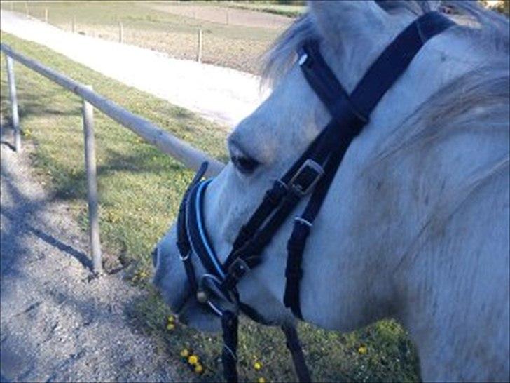 DSP Holmgaards Galant SOLGT billede 9