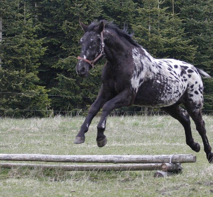 Knabstrupper Ramzez Ådal - 2m grøft billede 12