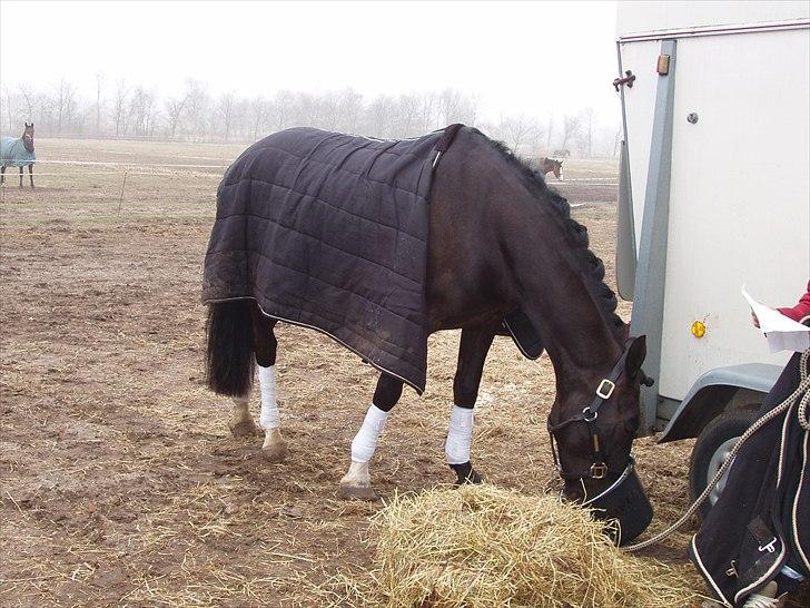 Anden særlig race Black Star - Black Star er ved at spise af sin hønet til stævne. billede 7