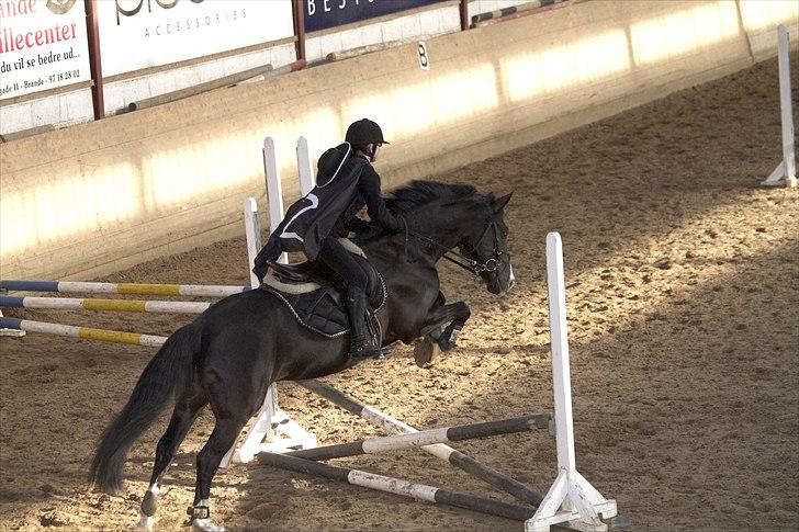 Anden særlig race Black Star - Black Star springer højt hen over springet. Foto: Barkholtfoto.dk billede 9