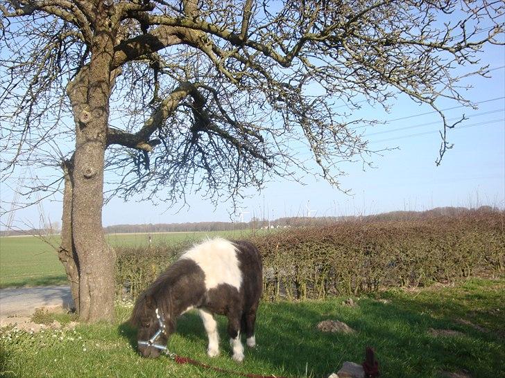 Shetlænder Thorsvang´s Samson billede 17