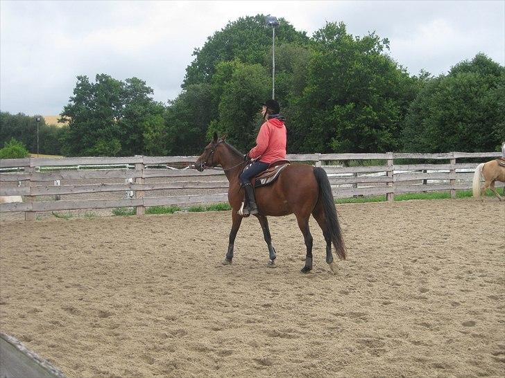 Traver Here To Stay - Stay i hendes nye rolle som kvæghest billede 16