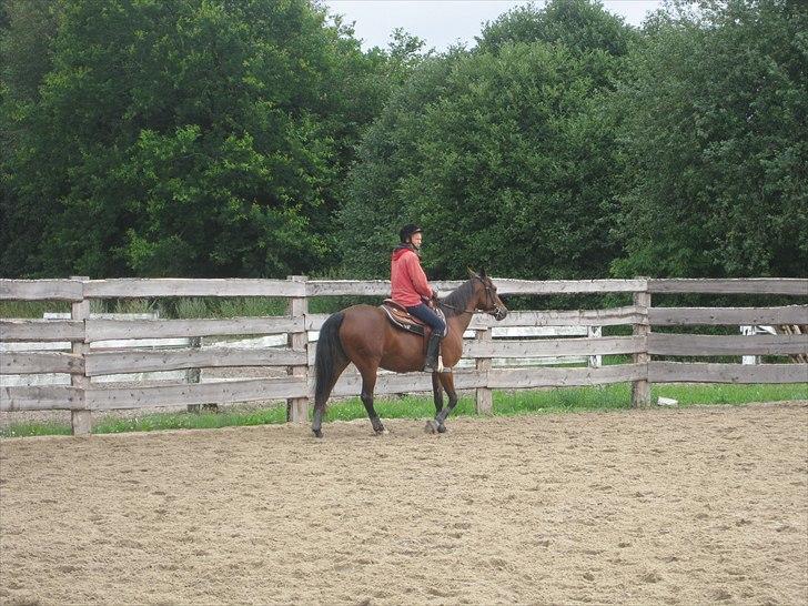 Traver Here To Stay - Stay i hendes nye rolle som kvæghest billede 17