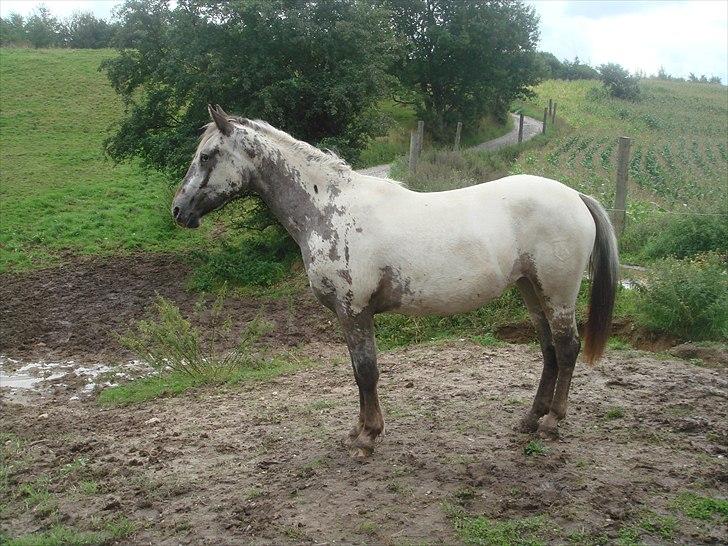 Knabstrupper Funder Nørhedes Labina Solgt - Labina 2010 Sommergræs Lemming billede 1