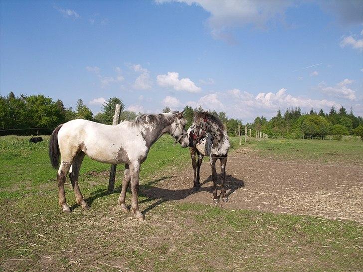 Knabstrupper Funder Nørhedes Labina Solgt - Labina og Hermes sommeren 2009 billede 2