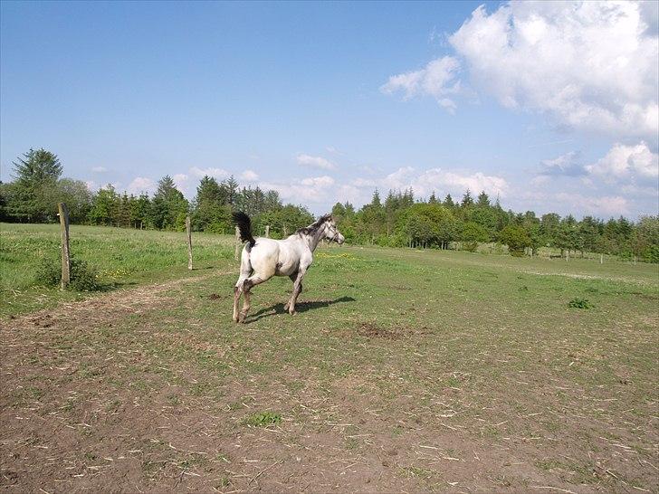 Knabstrupper Funder Nørhedes Labina Solgt - Radio-bil billede 3