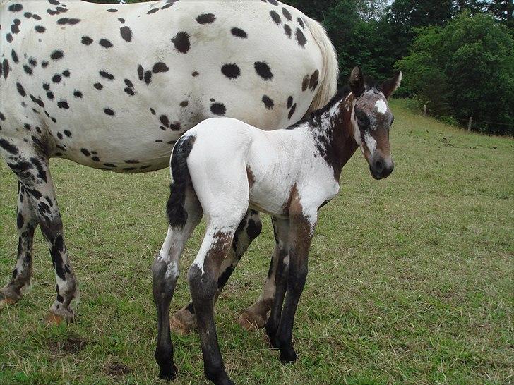 Knabstrupper Funder Nørhedes Labina Solgt - Labina 2008 billede 4