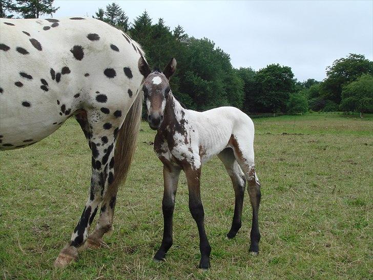 Knabstrupper Funder Nørhedes Labina Solgt - Jeg holder mig tæt til moar! billede 5