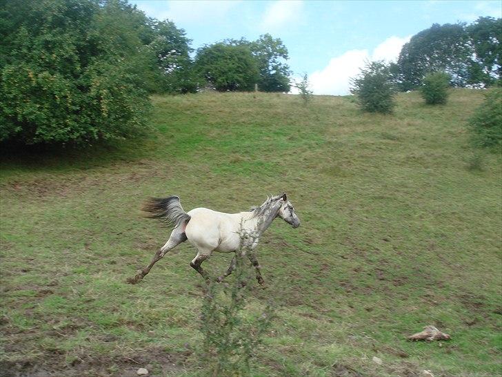 Knabstrupper Funder Nørhedes Labina Solgt - Det lange ben forest eller er det bagerst billede 6