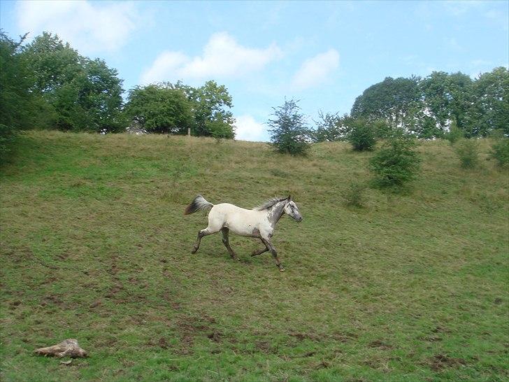 Knabstrupper Funder Nørhedes Labina Solgt - Lemming Bakker billede 7