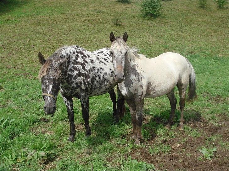 Knabstrupper Funder Nørhedes Labina Solgt - Surprise og Labina billede 8