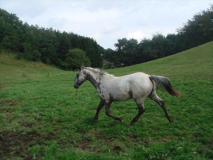 Knabstrupper Funder Nørhedes Labina Solgt - Labina 2010 Sommergræs Lemming billede 9