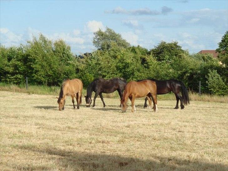 Anden særlig race Rocky billede 15