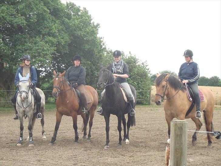 Anden særlig race Rocky billede 16